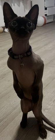 R Reinrassige Canadian Sphynx 4 Jahre Unkastriert, gechipt