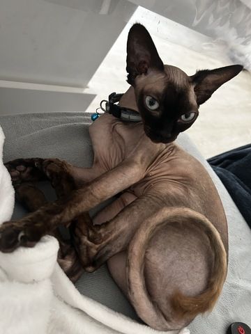 R Reinrassige Canadian Sphynx 4 Jahre Unkastriert, gechipt