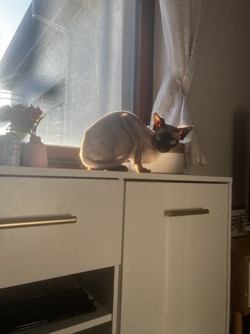 R Reinrassige Canadian Sphynx 4 Jahre Unkastriert, gechipt
