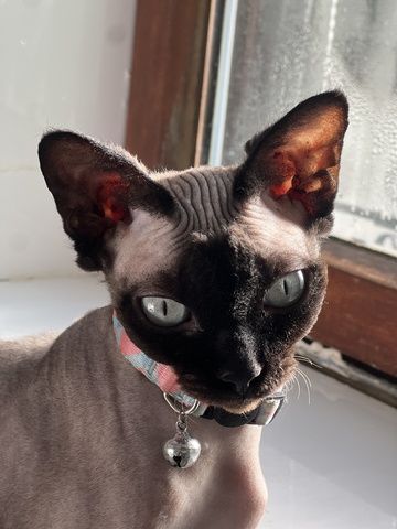 R Reinrassige Canadian Sphynx 4 Jahre Unkastriert, gechipt