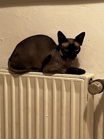 R Reinrassige Canadian Sphynx 4 Jahre Unkastriert, gechipt