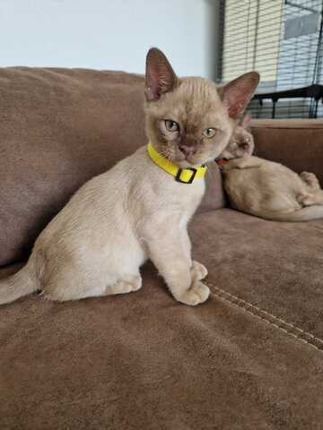 Burma Kitten