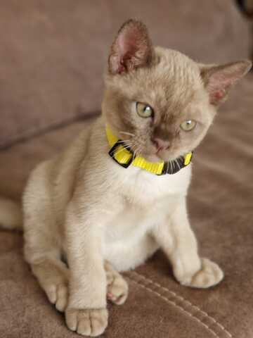 Burma Kitten