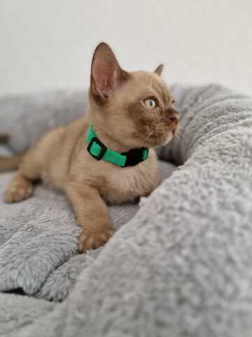 Burma Kitten