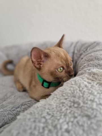 Burma Kitten