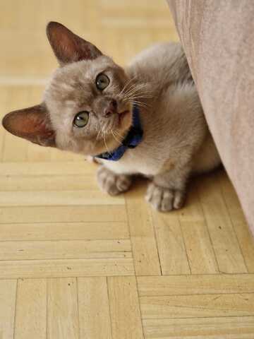 Burma Kitten