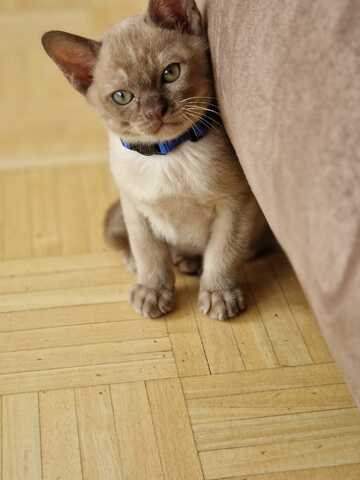 Burma Kitten