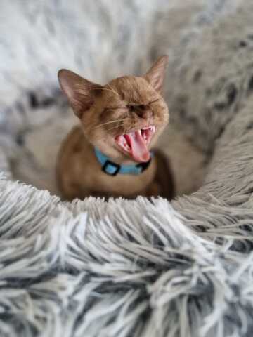 Burma Kitten