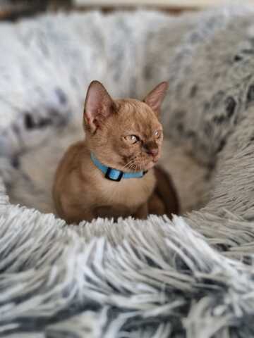 Burma Kitten