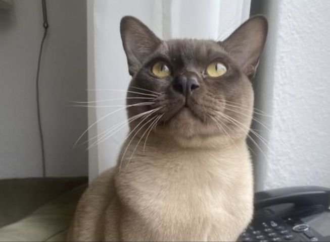 Burma Kitten