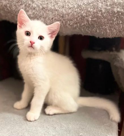1. Einzigartiger mänl. Kitten 12 Wochen -Khao Manee -Maine Coone Mix VHS