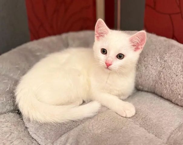 1. Einzigartiger mänl. Kitten 12 Wochen -Khao Manee -Maine Coone Mix VHS