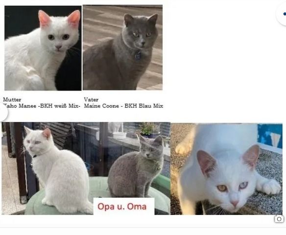 1. Einzigartiger mänl. Kitten 12 Wochen -Khao Manee -Maine Coone Mix VHS