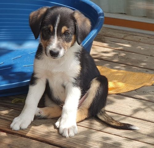 Wunderschöne Australien Shepherd Border Collie Welpen