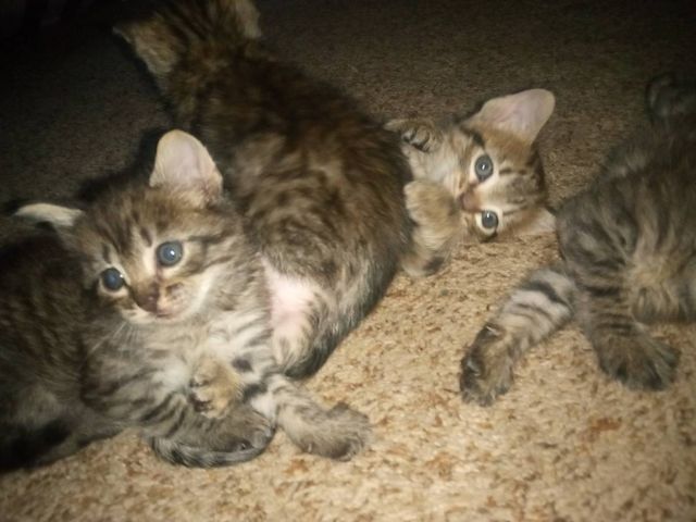 Bengal-Kätzchen mit WOW-Effekt