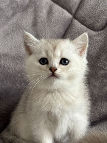BKH Kitten in silber und braun, schwarz und gold