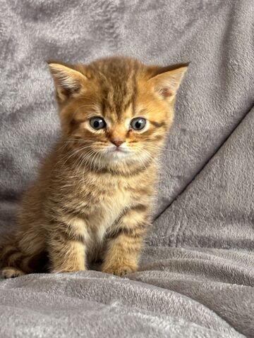 BKH Kitten in silber und braun, schwarz und gold