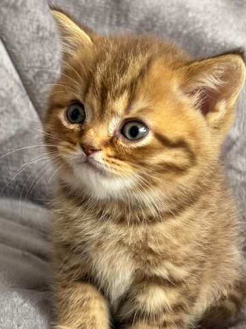 BKH Kitten in silber und braun, schwarz und gold