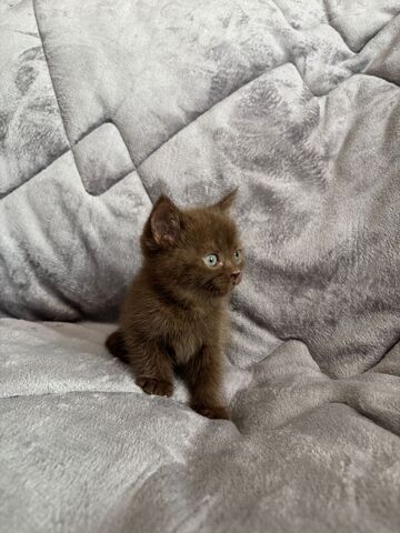 BKH Kitten in silber und braun, schwarz und gold