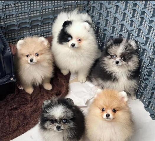 Pomeranian Welpen