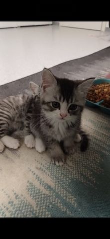 Baby katzen
