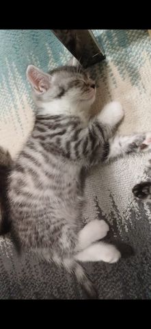 Baby katzen