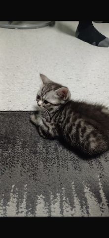 Baby katzen
