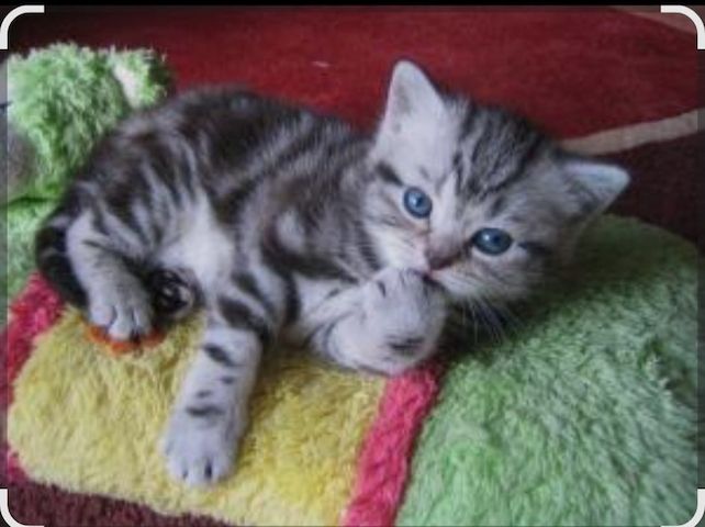 Baby katzen