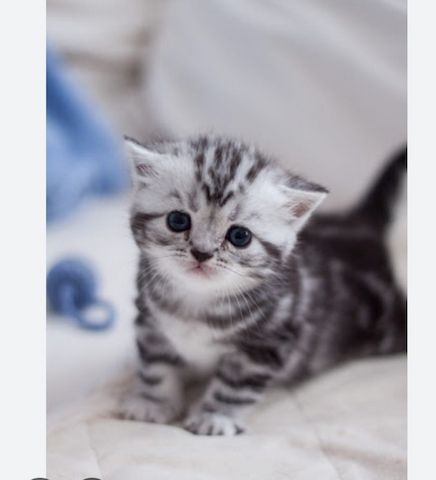 Baby katzen
