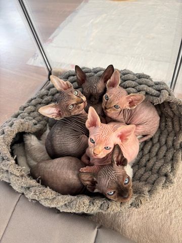 Sphynx Kitten mit Schnurhaaren