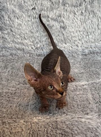 Sphynx Kitten mit Schnurhaaren