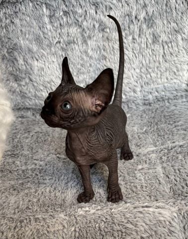 Sphynx Kitten mit Schnurhaaren