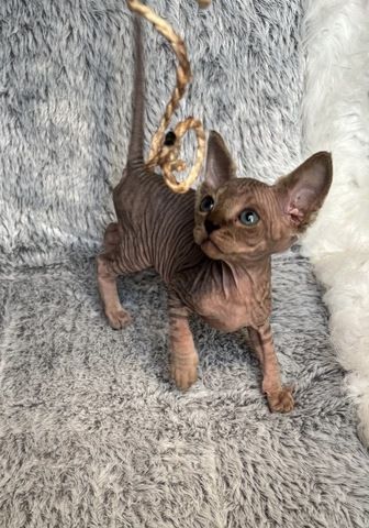 Sphynx Kitten mit Schnurhaaren