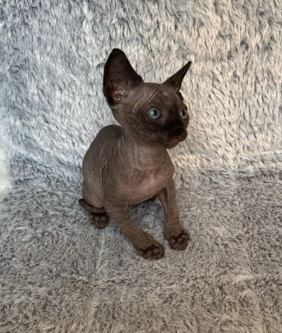 Sphynx Kitten mit Schnurhaaren