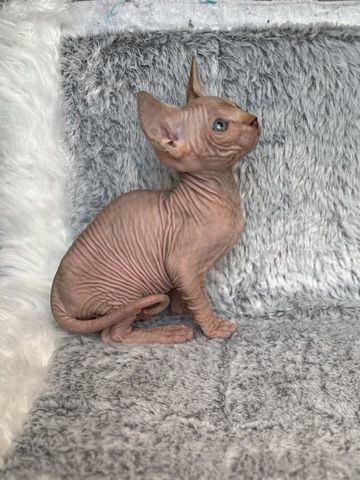 Sphynx Kitten mit Schnurhaaren