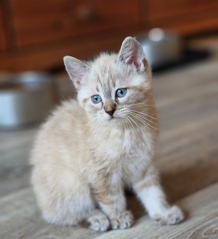 Bkh Kater Lennox