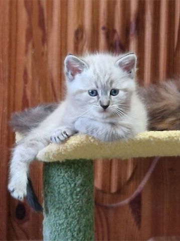 Bkh Kater Lennox