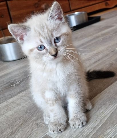 Bkh Kater Lennox