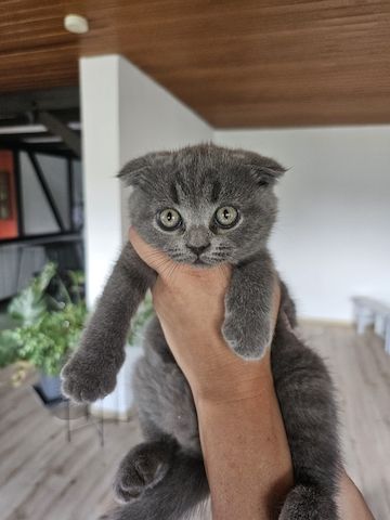 BKH  Kitten los