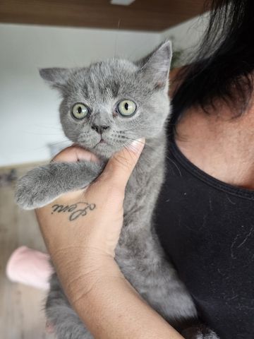 BKH  Kitten los