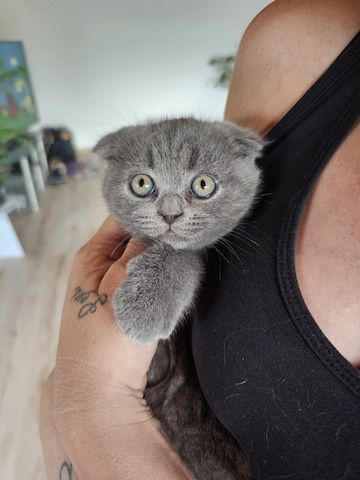 BKH  Kitten los