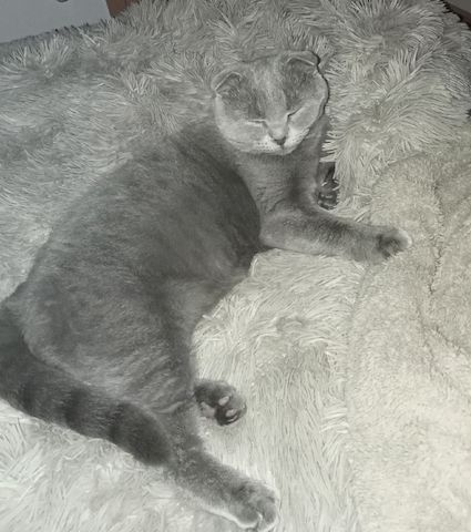 BKH  Kitten los