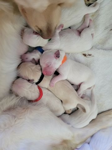 Sie sind da! Golden Retriever Welpen reinrassig Wurftag: 2. Juli 2025 - 8 Welpen 