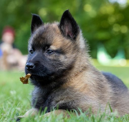 Malinois Welpe Hündin