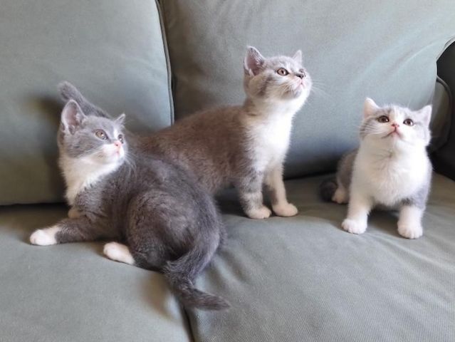 Britisch Kurzhaar (BKH), Katzenbabies, Katzenbabys, Kitten, (m/w)