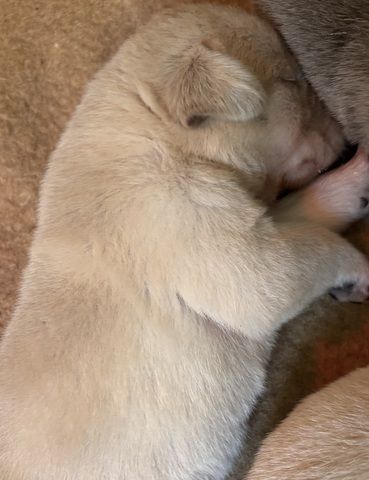 Labradorwelpen suchen ein Heim für immer
