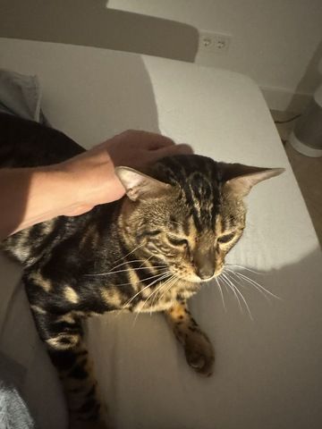 kastrierter Kater aus Zucht, 2 Jahre (Bengale - Marbel) mit Stammbaum und Papieren - Bengal Katze