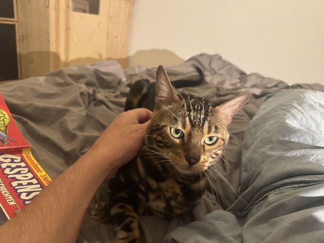 kastrierter Kater aus Zucht, 2 Jahre (Bengale - Marbel) mit Stammbaum und Papieren - Bengal Katze