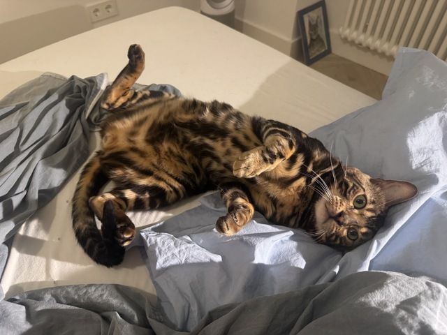 kastrierter Kater aus Zucht, 2 Jahre (Bengale - Marbel) mit Stammbaum und Papieren - Bengal Katze