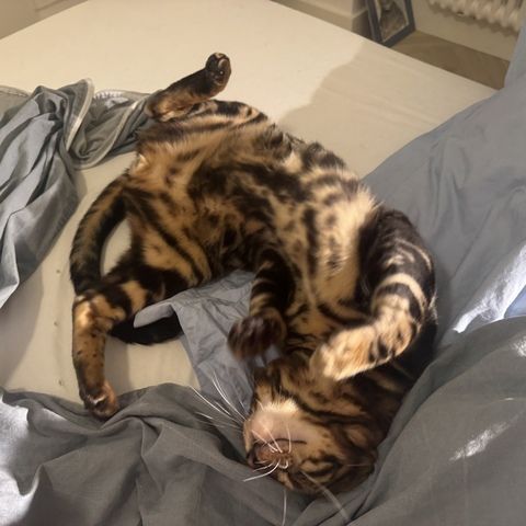 kastrierter Kater aus Zucht, 2 Jahre (Bengale - Marbel) mit Stammbaum und Papieren - Bengal Katze